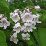 Why Isn’t My Catalpa Blooming? How Many Years It Really Takes