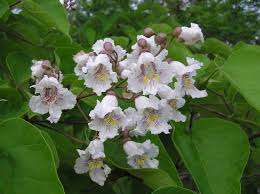 Why Isn’t My Catalpa Blooming? How Many Years It Really Takes